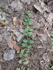 Veronica officinalis