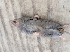 Blarina carolinensis