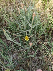 Tragopogon dubius