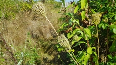 Daucus carota