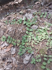 Veronica officinalis