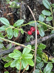 Vaccinium vitis-idaea