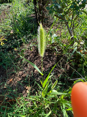 Setaria viridis