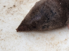 Blarina carolinensis