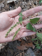 Veronica officinalis