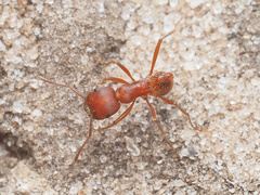 Pogonomyrmex badius