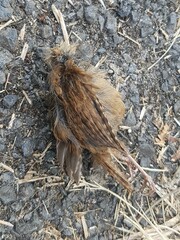 Troglodytes troglodytes