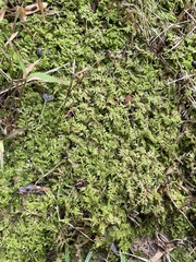 Thuidium