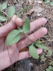 Veronica officinalis