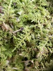Thuidium