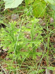 Dendrolycopodium