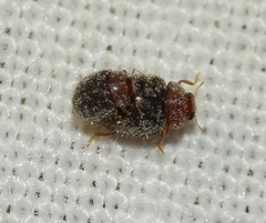 Rhyzobius lophanthae