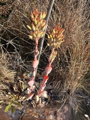 Kalanchoe thyrsiflora