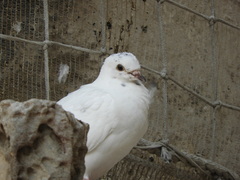 Columba livia domestica