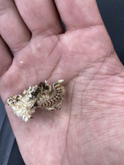 Vanessa virginiensis