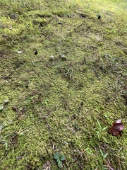 Thuidium