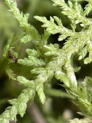 Thuidium