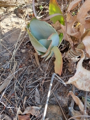 Kalanchoe thyrsiflora