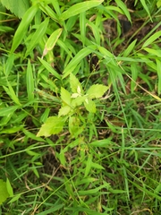 Cryptotaenia canadensis