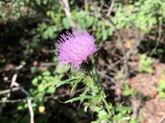 Cirsium altissimum