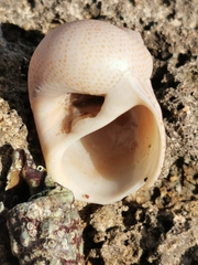 Naticarius stercusmuscarum