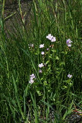 Epilobium algidum