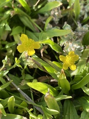 Ranunculus flammula