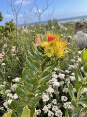 Leucospermum oleifolium