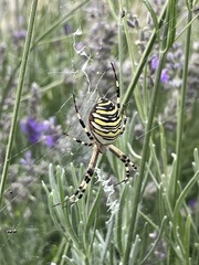 Argiope bruennichi