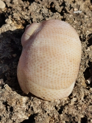 Naticarius stercusmuscarum