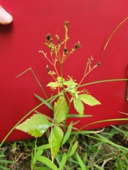 Cryptotaenia canadensis