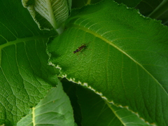 Compsobata