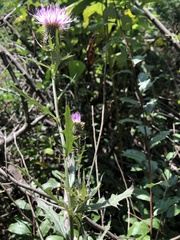 Cirsium altissimum