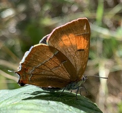 Thecla betulae