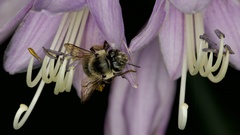 Anthophora terminalis