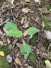 Populus grandidentata