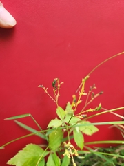 Cryptotaenia canadensis