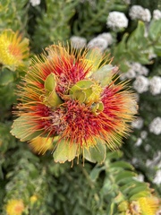 Leucospermum oleifolium