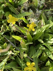 Ranunculus flammula