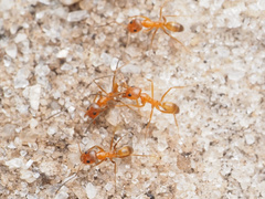 Dorymyrmex bureni