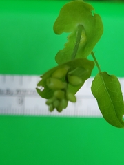 Persicaria perfoliata