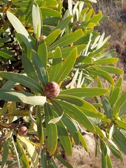 Protea caffra caffra