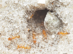 Dorymyrmex bureni