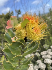 Leucospermum oleifolium