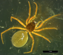 Araneae