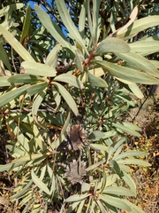 Protea caffra caffra