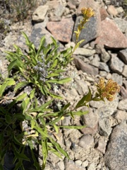 Solidago multiradiata