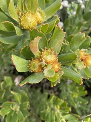 Leucospermum oleifolium