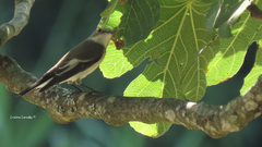 Ficedula hypoleuca