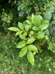 Rosa multiflora